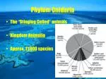 Phylum Cnidaria - slide 1