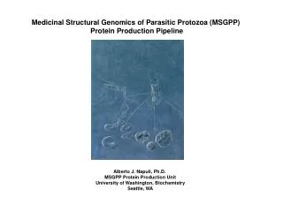 Medicinal Structural Genomics of Parasitic Protozoa (MSGPP) Protein Production Pipeline
