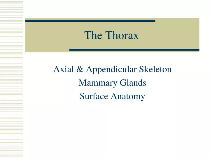 the thorax