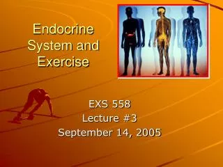 Endocrine System and Exercise