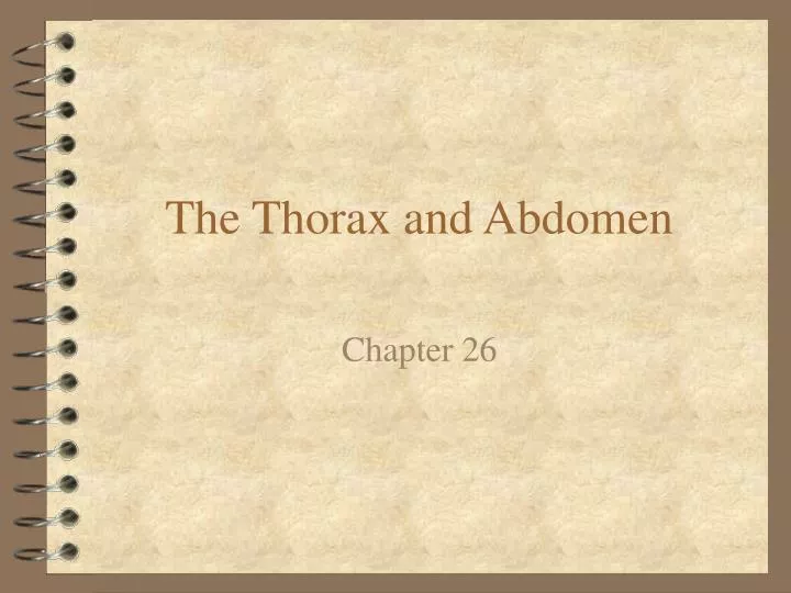 the thorax and abdomen