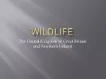 Wildlife - slide 1