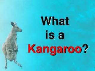 What is a Kangaroo ?