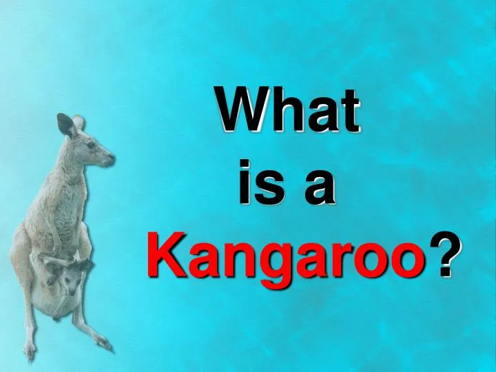 what is a kangaroo