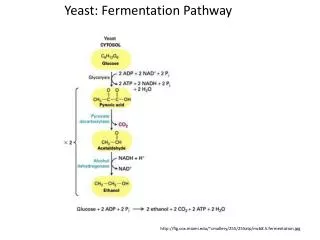 Yeast: Fermentation Pathway