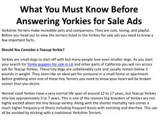 What You Must Know Before Answering Yorkies for Sale Ads