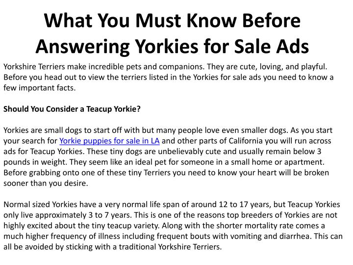 what you must know before answering yorkies for sale ads