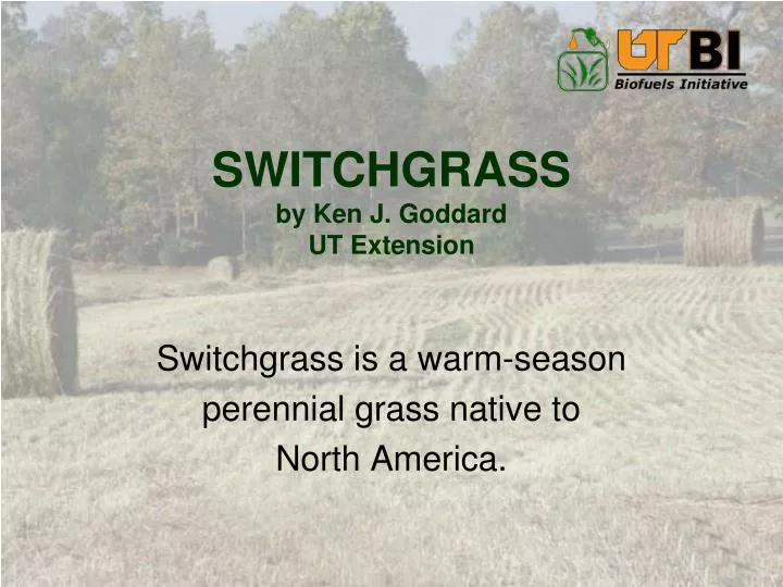 switchgrass by ken j goddard ut extension