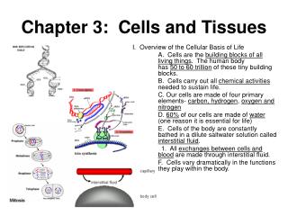Chapter 3: Cells and Tissues