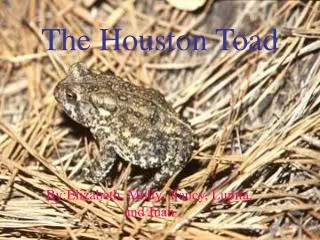 The Houston Toad