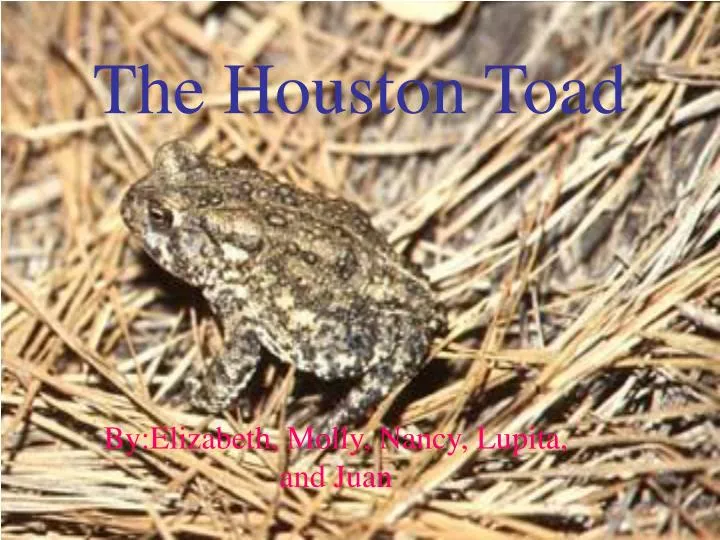 the houston toad