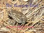 The Houston Toad - slide 1