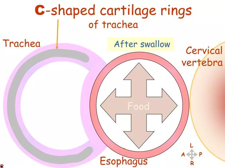 Dorsal view of syrinx, a1-a4: Cartilages of tracheosyringeal rings,... |  Download Scientific Diagram