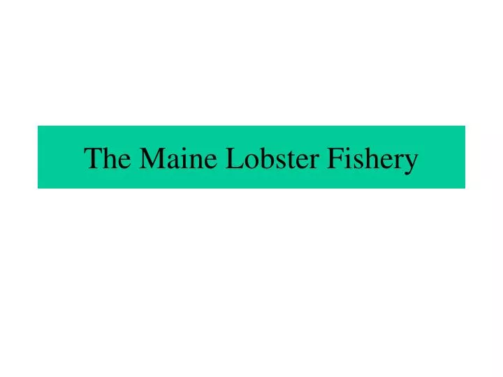 the maine lobster fishery