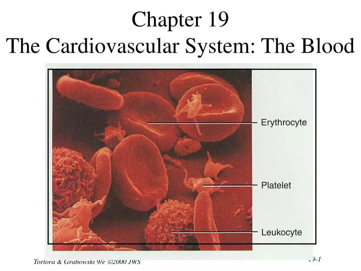 chapter 19 the cardiovascular system the blood