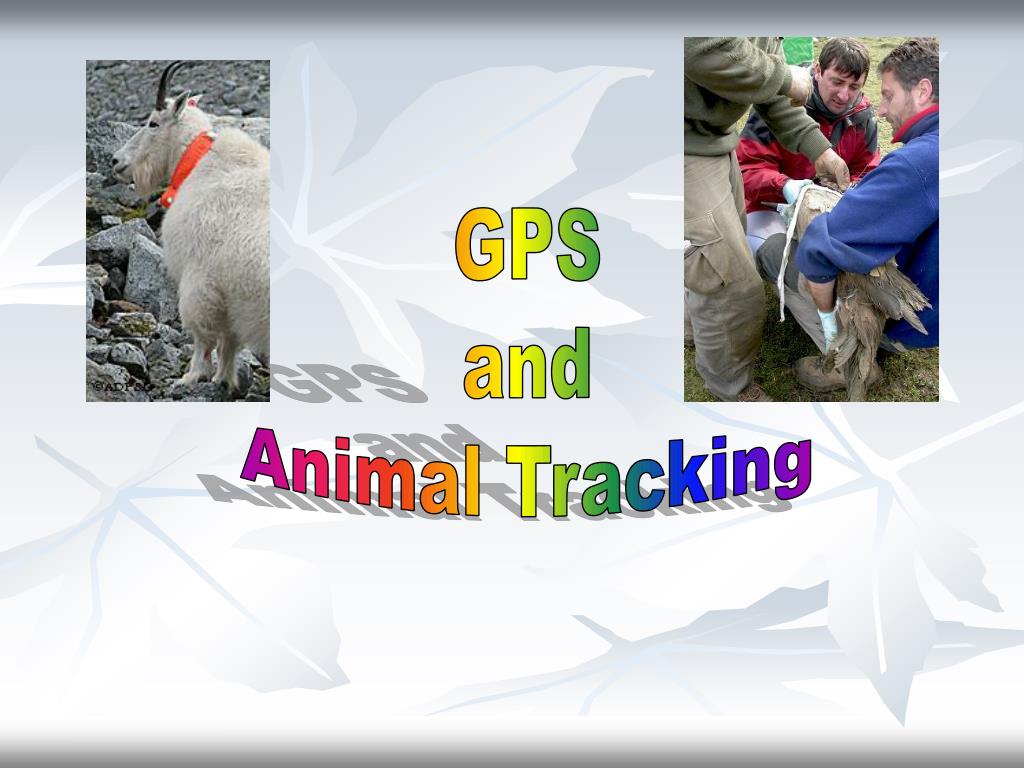 PPT - GPS and Animal Tracking PowerPoint Presentation, free download ...