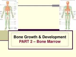 Bone Growth &amp; Development PART 2 – Bone Marrow
