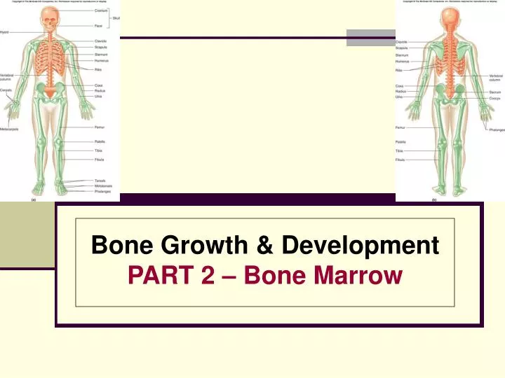 bone growth development part 2 bone marrow