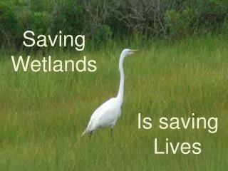 Saving Wetlands