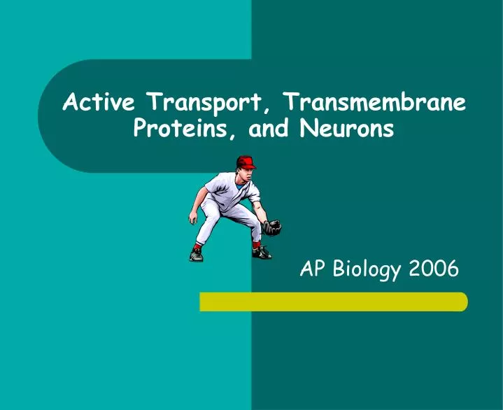active transport transmembrane proteins and neurons