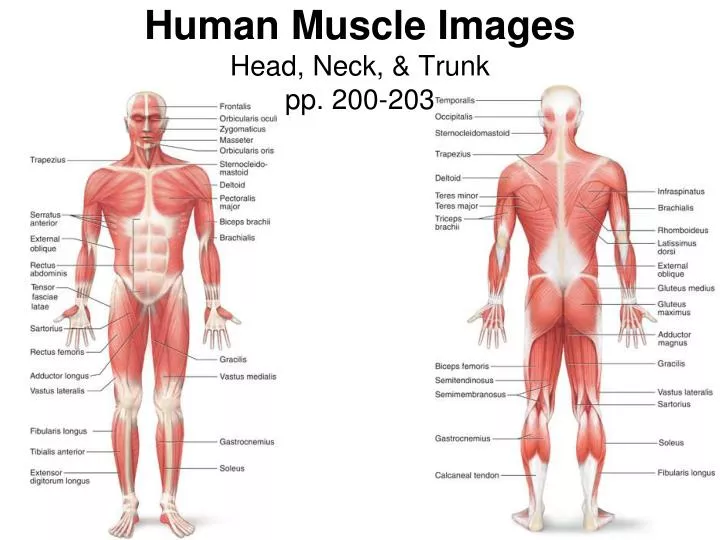 human muscle images head neck trunk pp 200 203