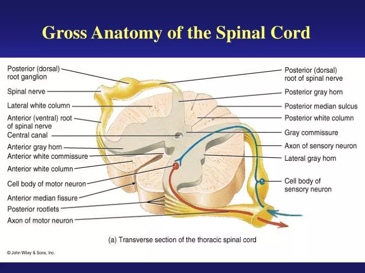 gross anatomy of the spinal cord