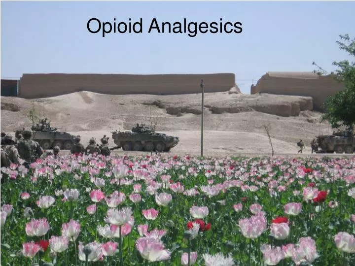 opioid analgesics