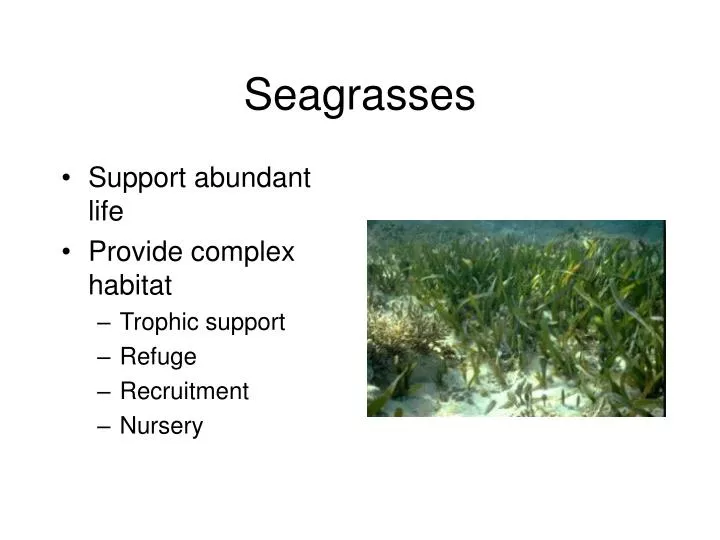 seagrasses