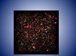 Le tube digestif - slide 1