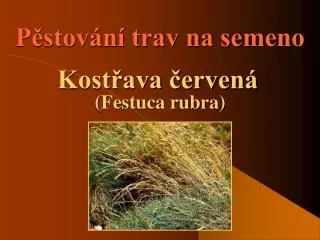 Pěstování trav na semeno