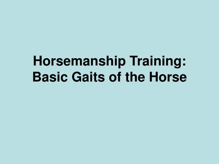 horsemanship training basic gaits of the horse