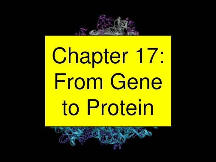 chapter 17 from gene to protein