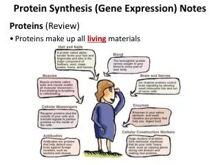 Protein Synthesis (Gene Expression) Notes Proteins (Review) Proteins make up all living materials