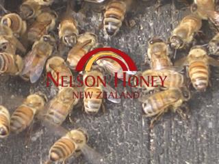 Nelson Honey - the company