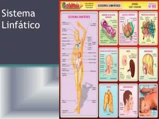 sistema linf tico
