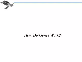 How Do Genes Work?