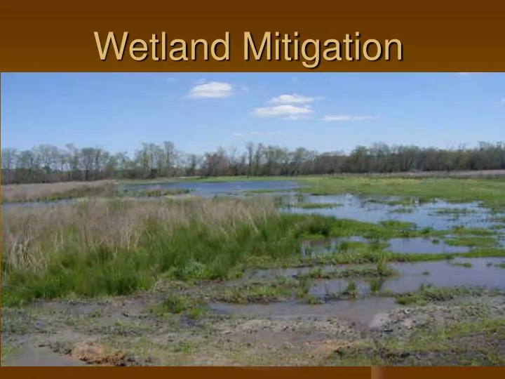 wetland mitigation