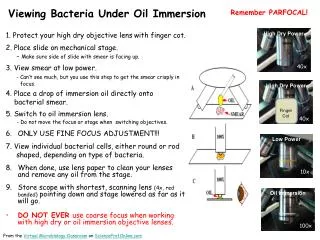 viewing bacteria under oil immersion