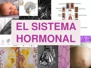 EL SISTEMA HORMONAL
