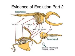 Evidence of Evolution Part 2