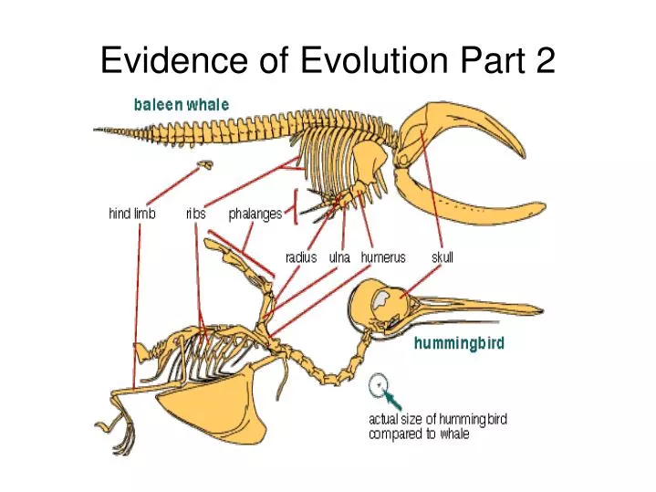 evidence of evolution part 2