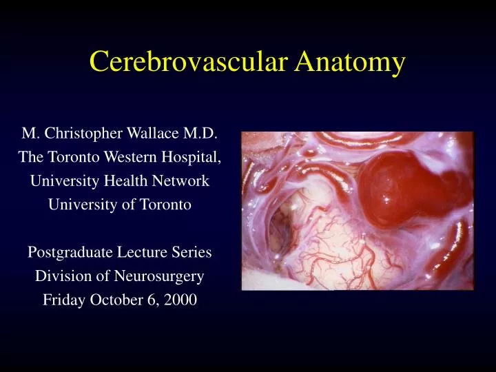 cerebrovascular anatomy