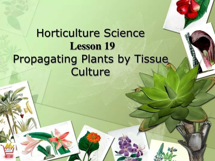 horticulture science lesson 19 propagating plants by tissue culture