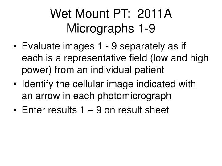 wet mount pt 2011a micrographs 1 9