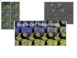 Single Cell Informatics