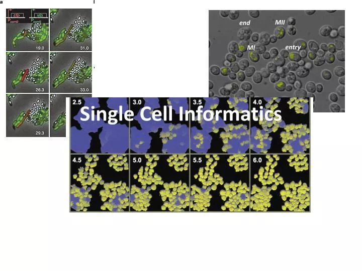 single cell informatics
