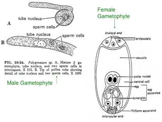 Male Gametophyte
