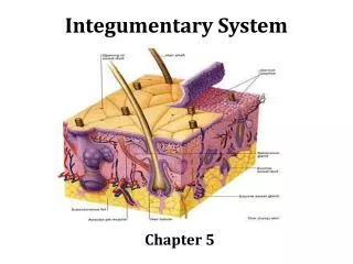 Integumentary System