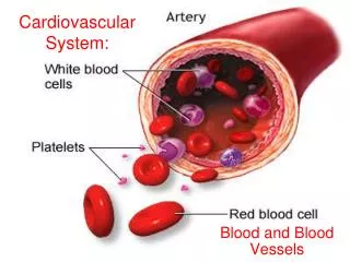 Cardiovascular System: