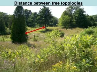 Distance between tree topologies